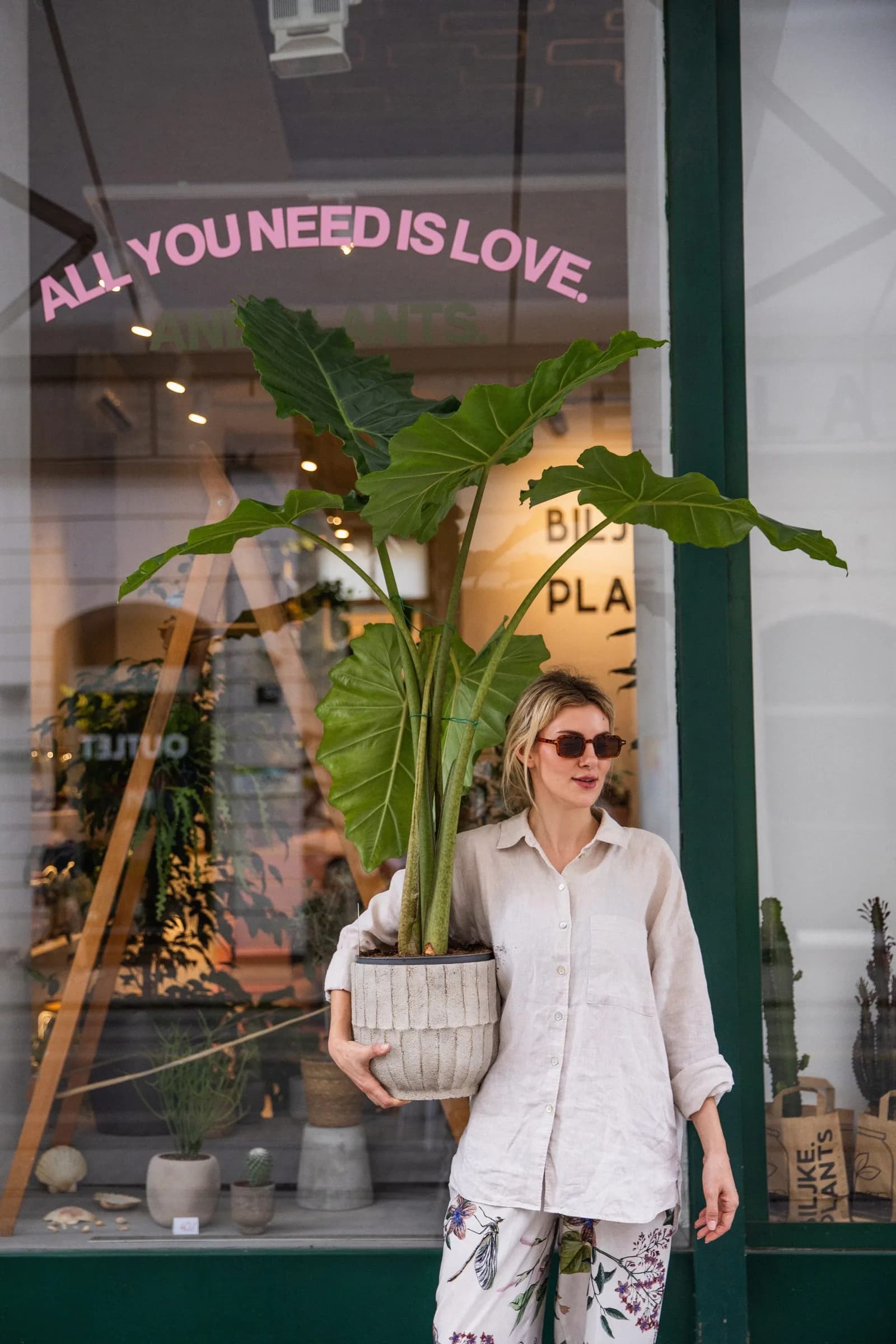 Alokazija Portodora (alocasia, alokacija, alokasija, adam)- XL