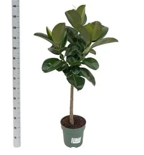 Stablo: Rubber Plant (Fikus Robusta) - L