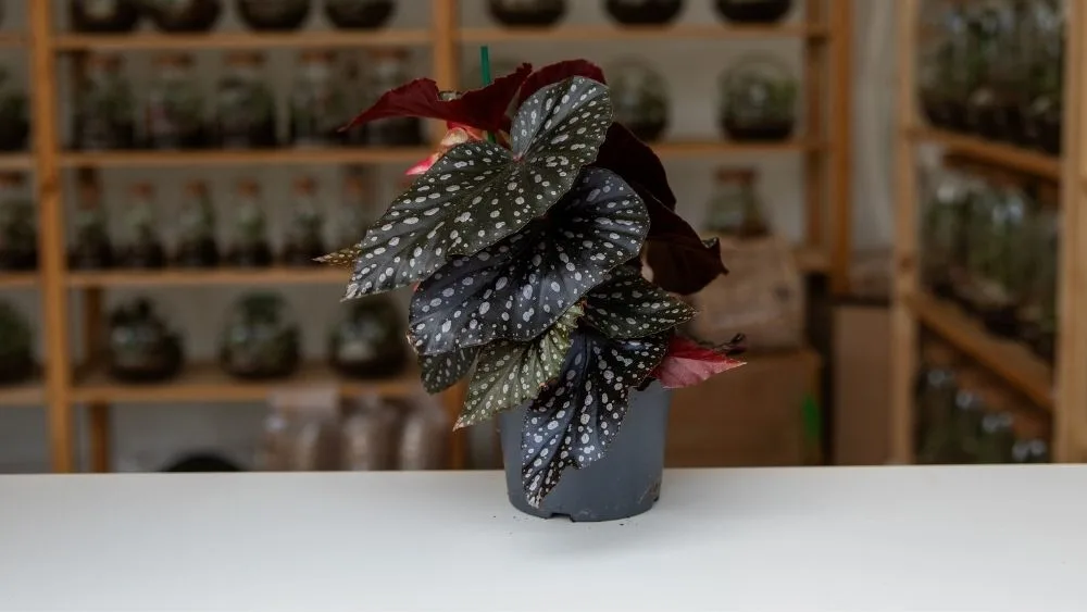 Begonia leaf je biljka s bijelim točkicama i tamnozelenim i crvenim listovima.