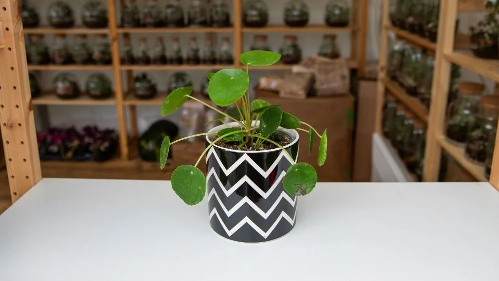 Na slici se vidi Pilea peperomioides, biljka s okruglim, mesnatim zelenim listovima na dugim peteljkama.