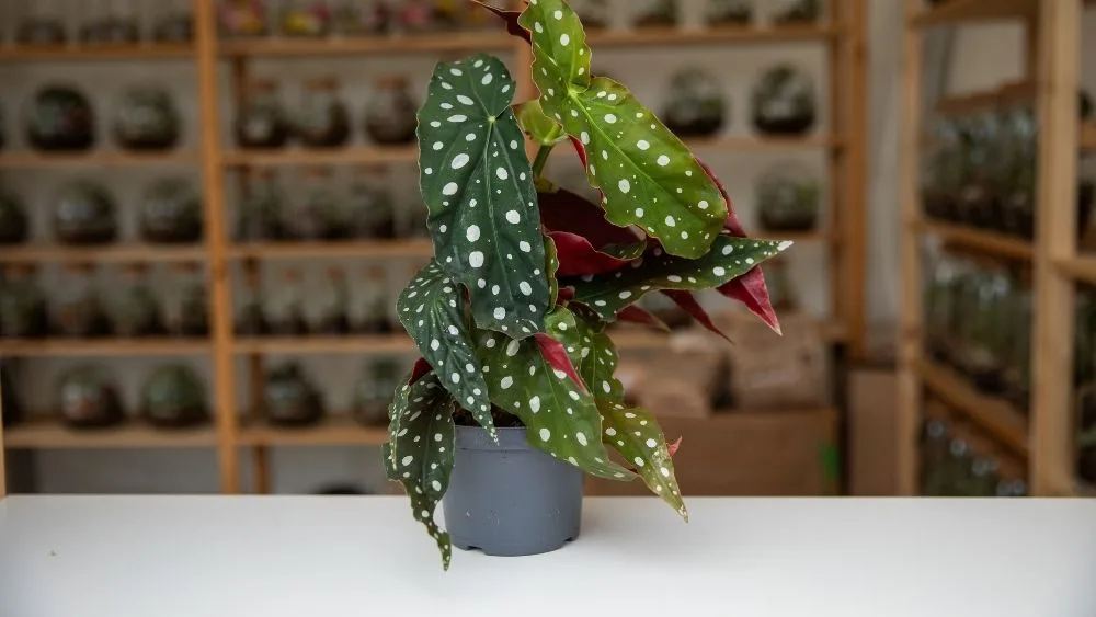 Begonia leaf je biljka s bijelim točkicama i zeleno crvenim listovima.