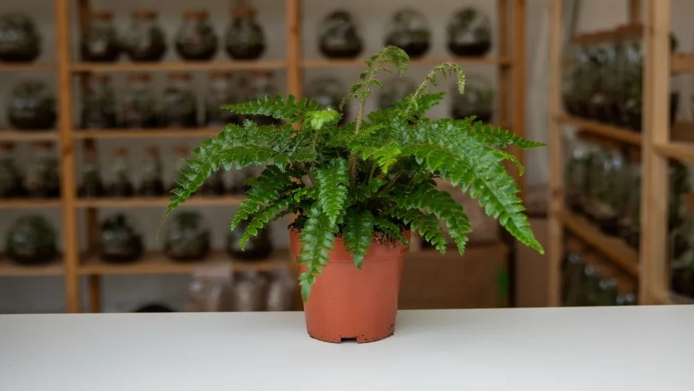 Nephrolepis cordifolia je zelena biljka sa reckavim listovima, niskog rasta.