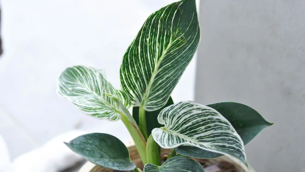Mali Philodendron je kompaktna sobna biljka s malim, zelenim, srcolikim listovima koji rastu u gustim grozdovima.