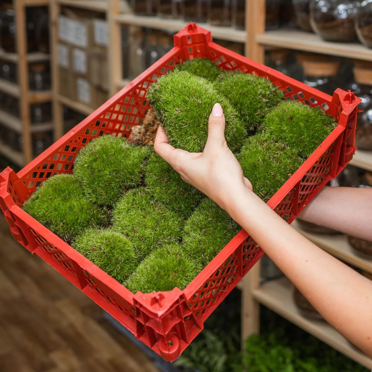Mahovina za izradu biljnih terarija.