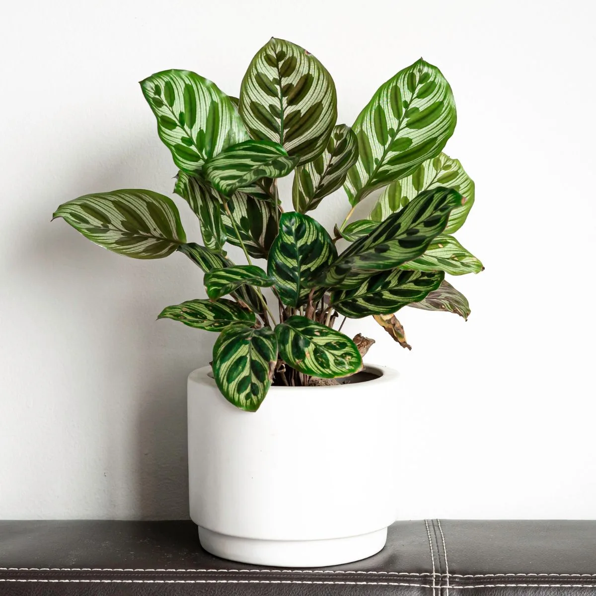 Calathea Makoyana je biljka s lijepim šarenim lišćem koja se odlikuje raskošnim uzorcima i živopisnim bojama.