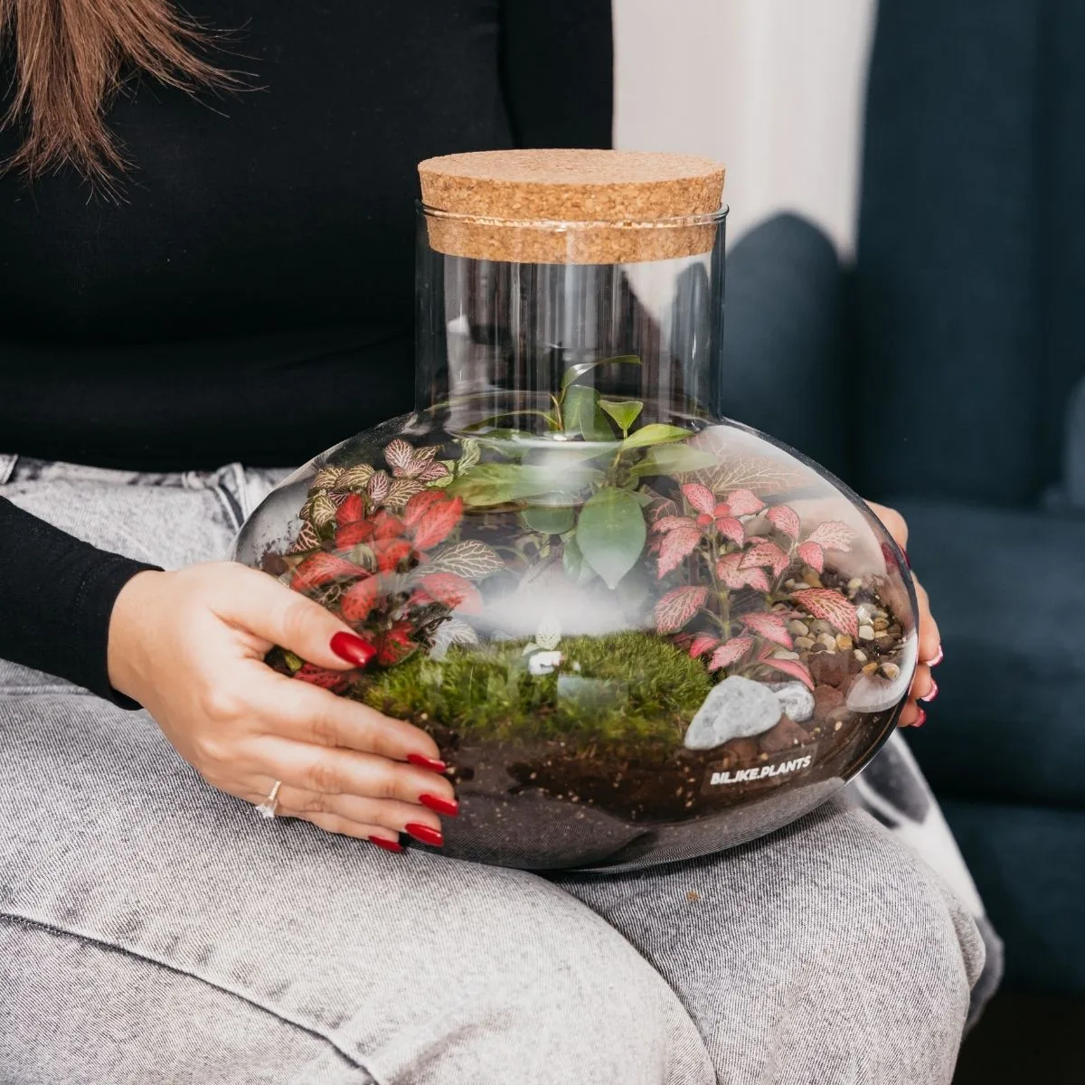 XL Ovalna vaza je terarij koji sadrži bonsai stablo u sredini, razne zelene fitonije i puno zelene mahovine.