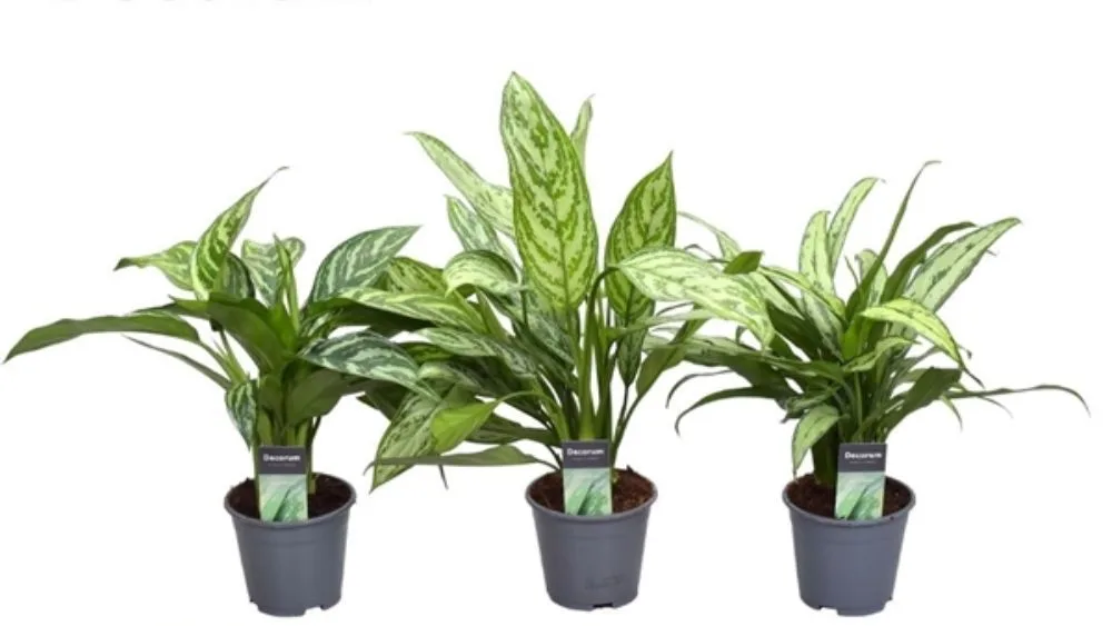 Aglaonema je sobna biljka s ukrasnim listovima u različitim nijansama zelene, srebrne i crvene boje, koja stvara luksuzan i elegantan izgled.
