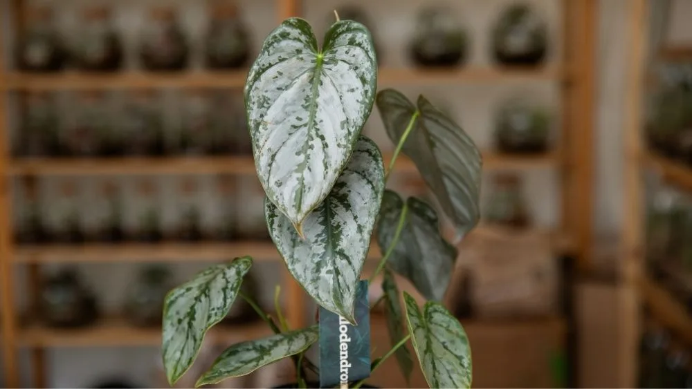 Na slici se nalazi Philodendron Birkin, biljka tamnozelenih listova prošaranih svijetlim prugama
