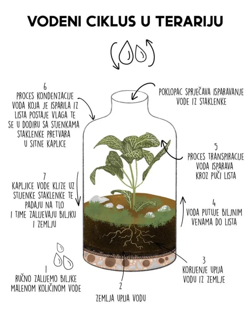 Na slici je prikazan crtež kondenzacije odnosno vodeni ciklus koji kruži u terariju. Ilustracija služi kao pojašnjenje zašto se terarij ne zalijeva često.