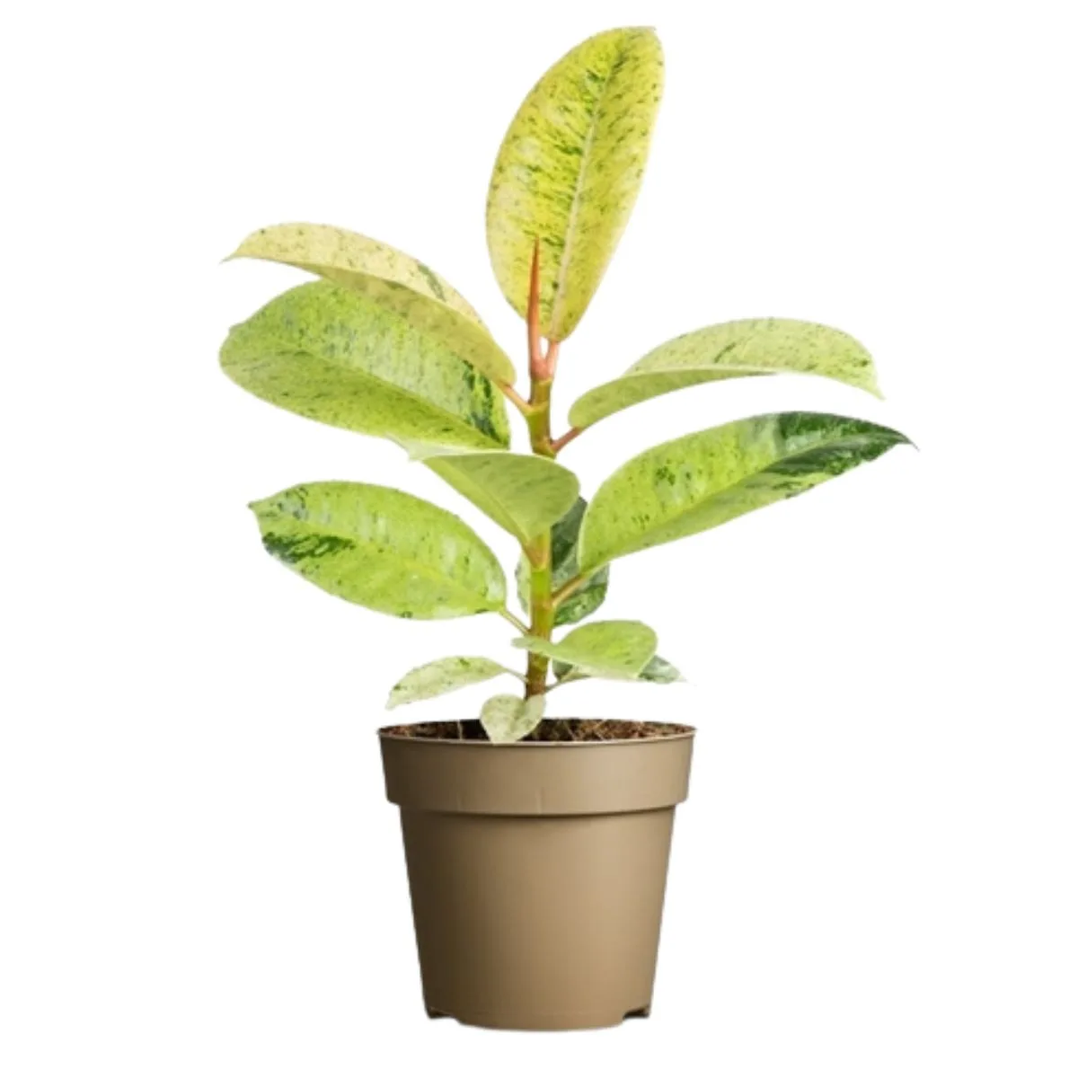 Ficus elastica je unikatna biljka koja ima blijedo zelene prošarane listove i pogodna je za sve prostore.