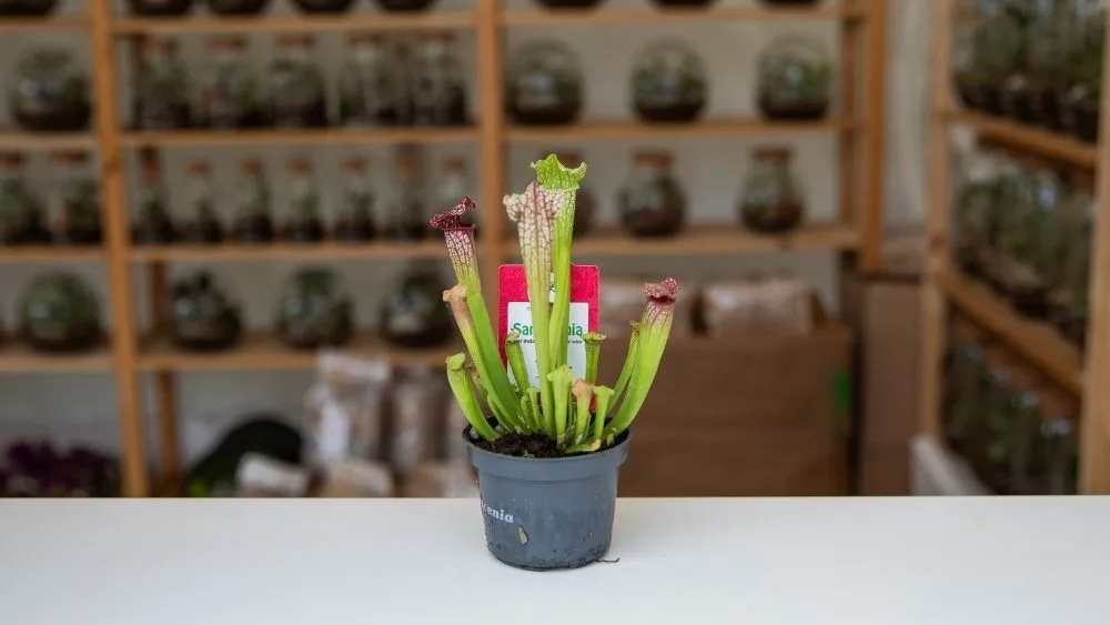Sarracenia je mesožderka čudnovatog izgleda, ima dugačke pipke koji su pri vrhovima rozne boje.