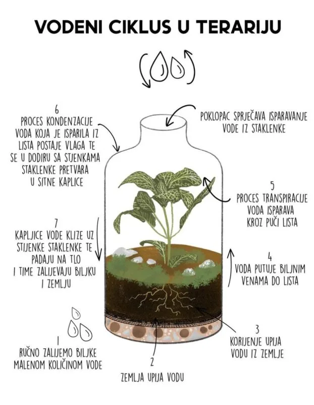 Na slici je prikazan crtež kondenzacije odnosno vodeni ciklus koji kruži u terariju. Ilustracija služi kao pojašnjenje zašto se terarij ne zalijeva često.