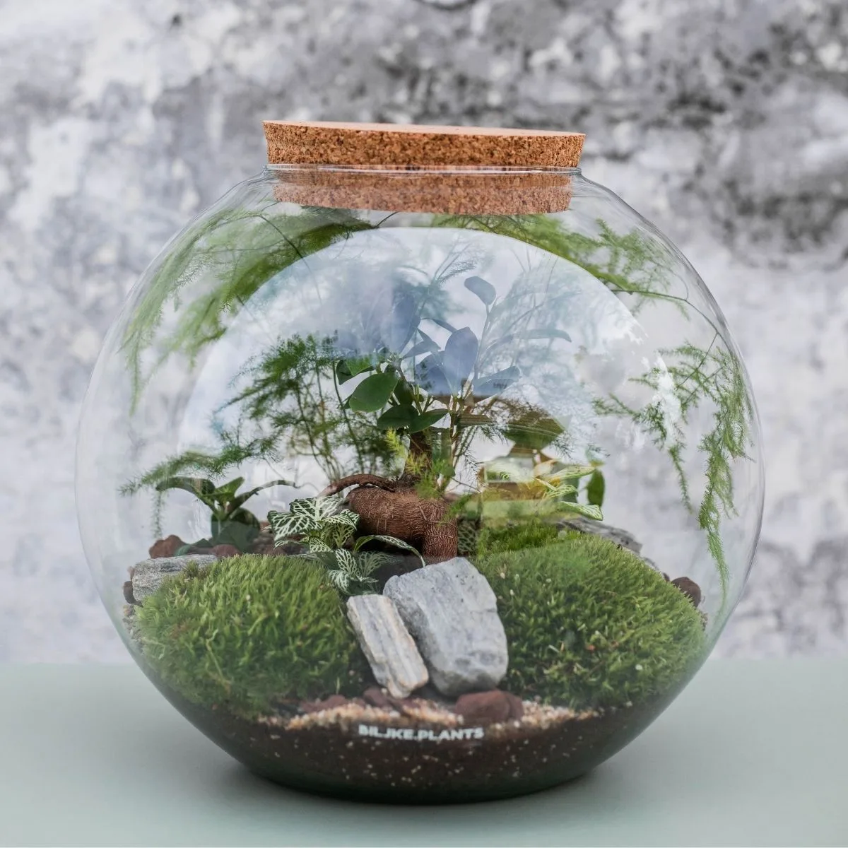 Terarij Kugla XXL je veliki orkugli terarij koji je bogato uređen sa raznim terarijskim biljkama poput fitonije, sobne palme, paprati, mahovine i bonsai stabla.