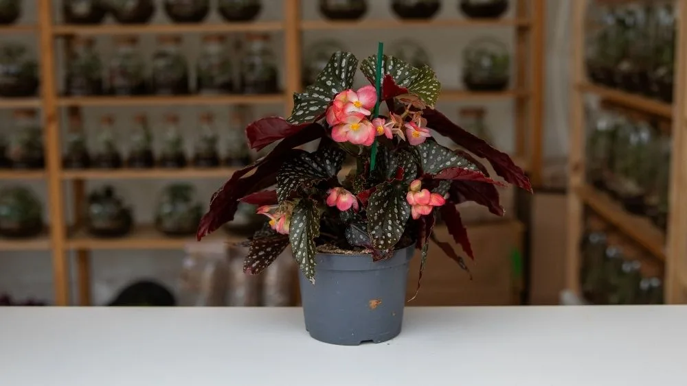 Begonia leaf je biljka s bijelim točkicama i tamnozelenim i crvenim listovima.