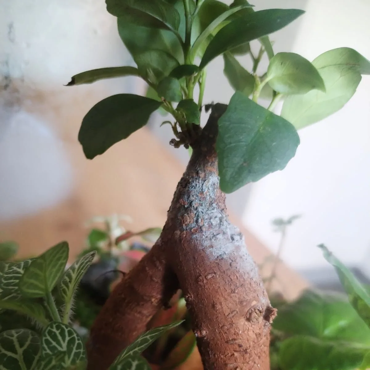Slika prikazuje plijesan na stablu bonsai i ta plijesan je normalna. te nije opasna.