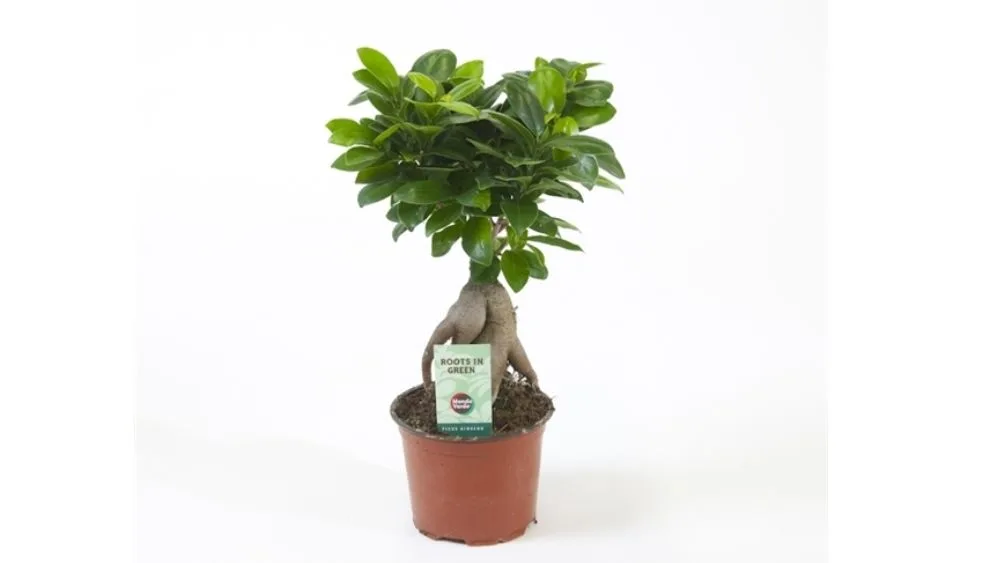 Ficus mi Ginseng je sobna biljka s debelim, mesnatim deblom i tamnozelenim, kožastim listovima, koja često ima kompaktan, bonsai-izgled.