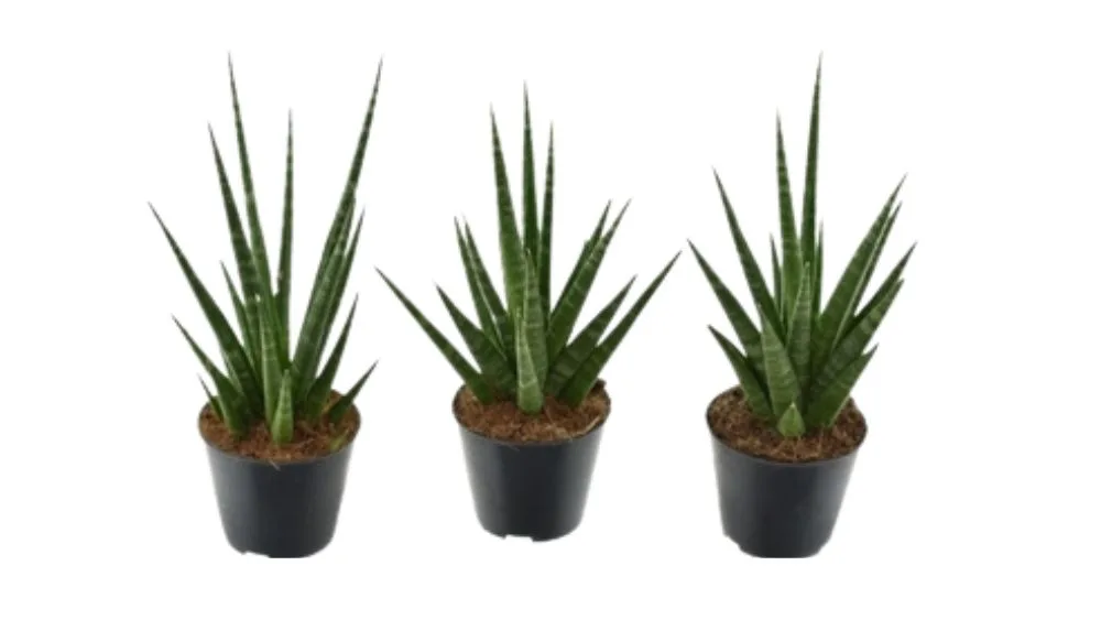 Sansevieria je biljka koja ima zelene prugaste listove koji idu u visinu.