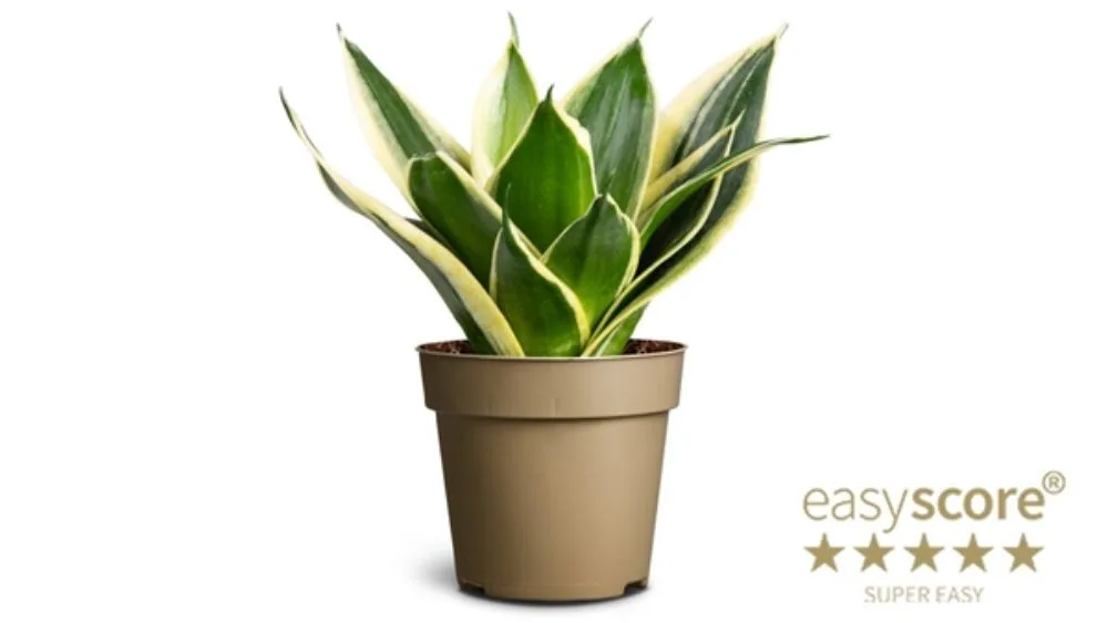 Sansevieria, poznata i kao 'zmijska biljka', s uskim, uspravnim, zelenim listovima sa svijetlim rubovima, koja raste vertikalno u saksiji.