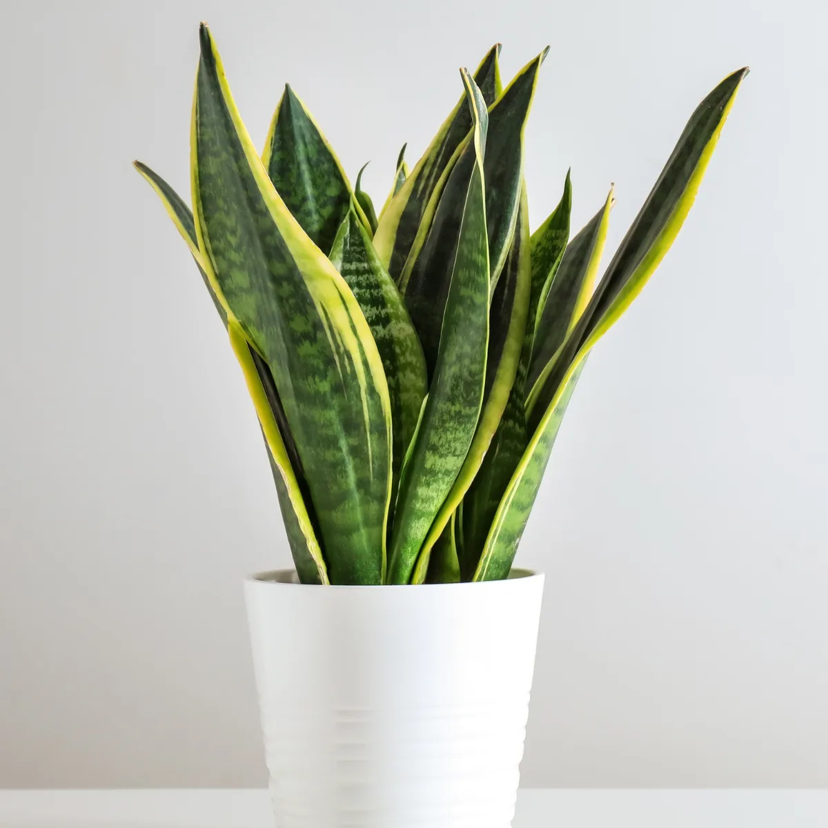 Sansevieria, poznata i kao 'zmijska biljka', s uskim, uspravnim, zelenim listovima sa svijetlim rubovima, koja raste vertikalno u saksiji.