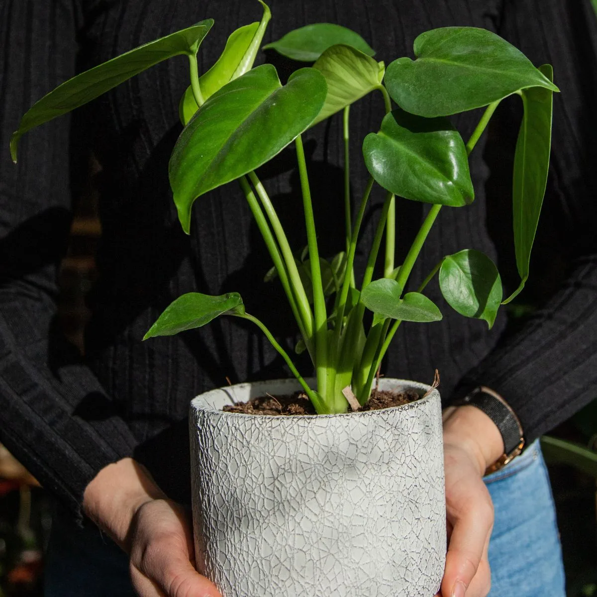 Monstera je lijepa sobna biljka sa zelenim listovima u keramičkoj posudici.
