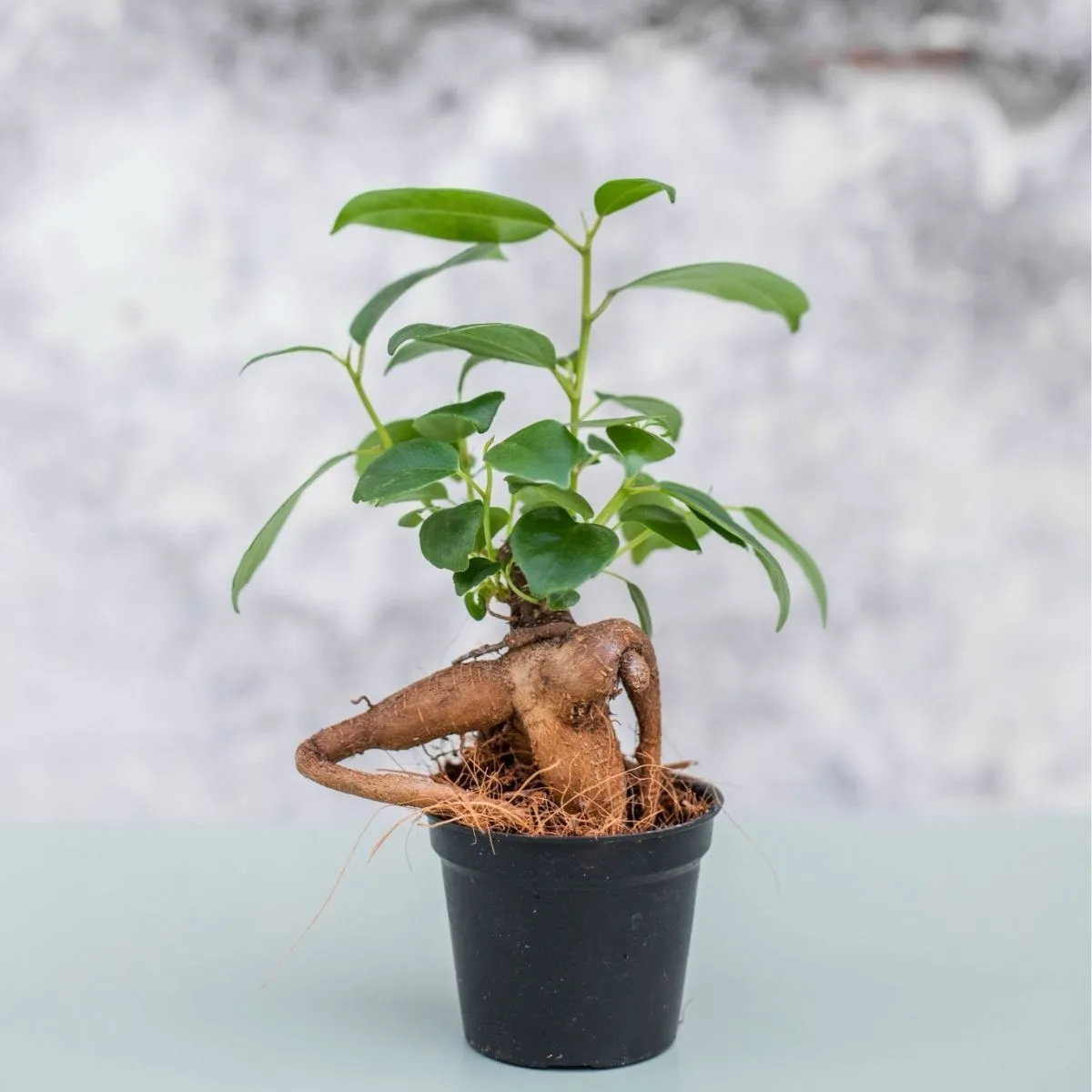 Bonsai: vel. S je stabalce koje se nalazi u majoj plasticnoj posudi sa zemljom. Ima lijepe zelene listove.