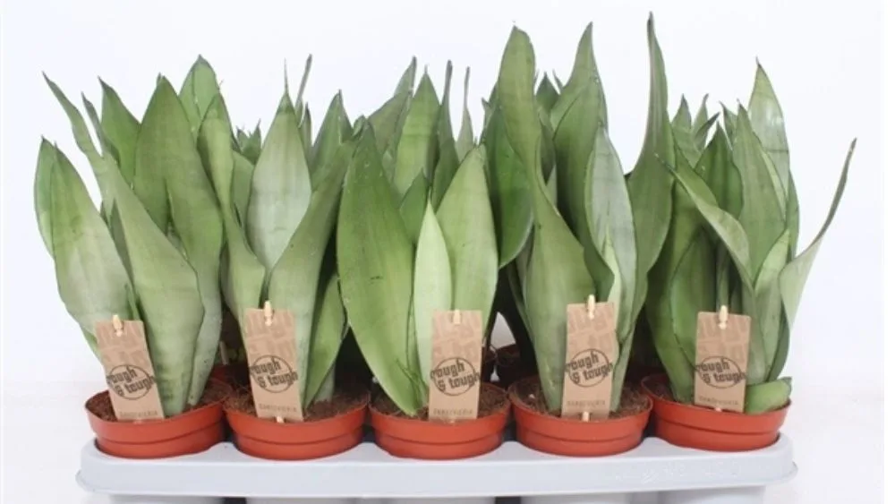 Sansevieria trifasciata Moonshine je elegantna biljka s blijedozelenim listovima koji imaju srebrnkasti sjaj.