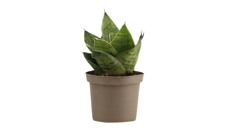 Sansevieria je biljka koju krase zeleni mali listovi.