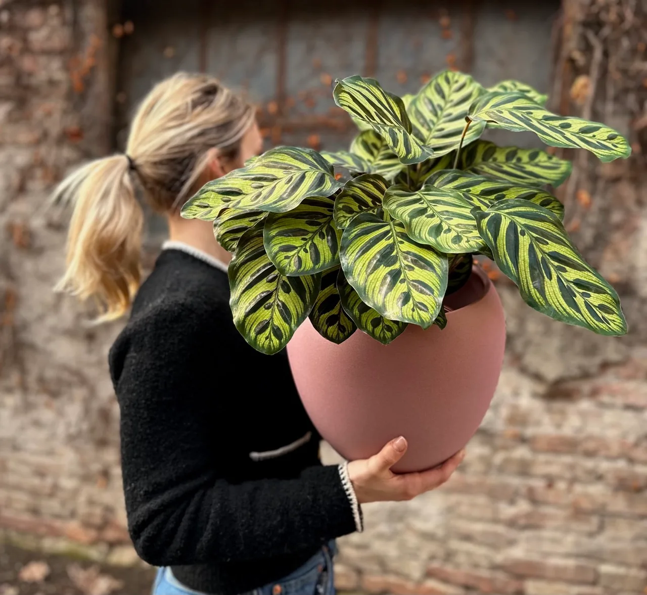 kalateja makojana calathea macoyana