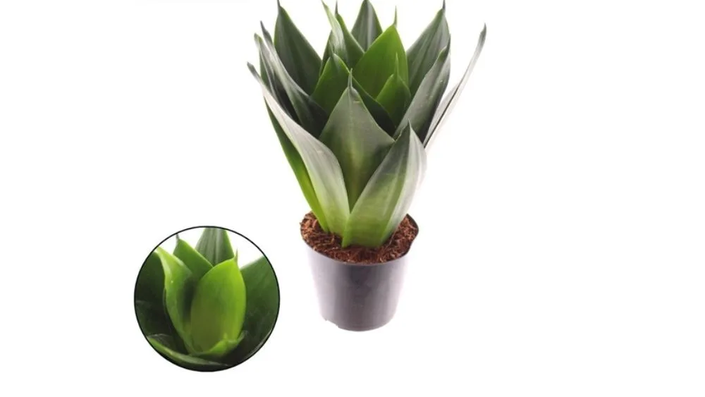 Sansevieria trifasciata, također poznata kao zmijska biljka, ima uspravne, tamnozelene listove s svijetlim prugama, što joj daje jedinstven izgled.